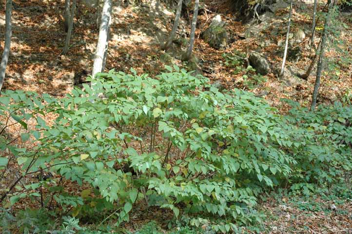 Solanacea? Atropa bella-donna